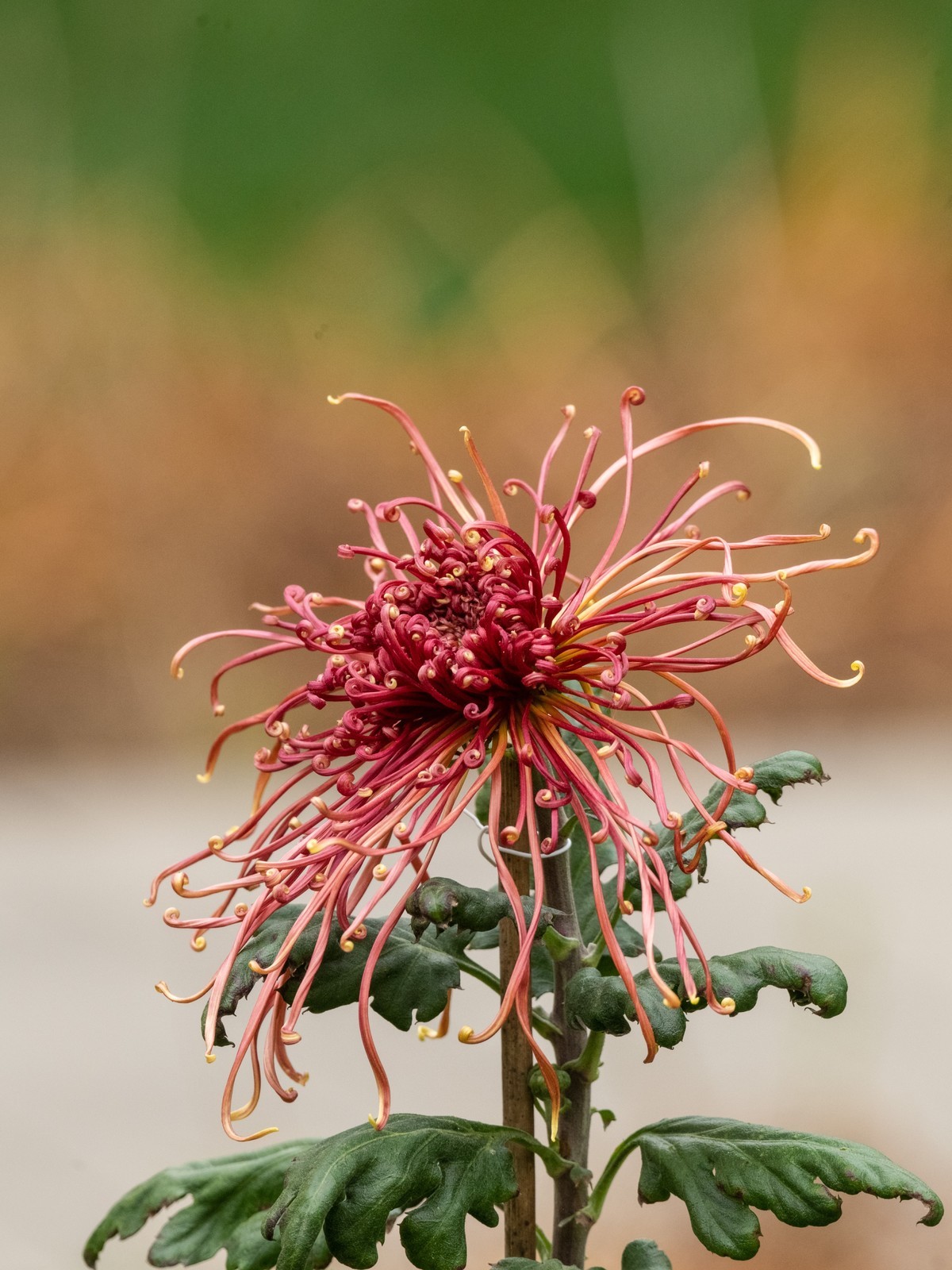 赏菊（天坛秋展）