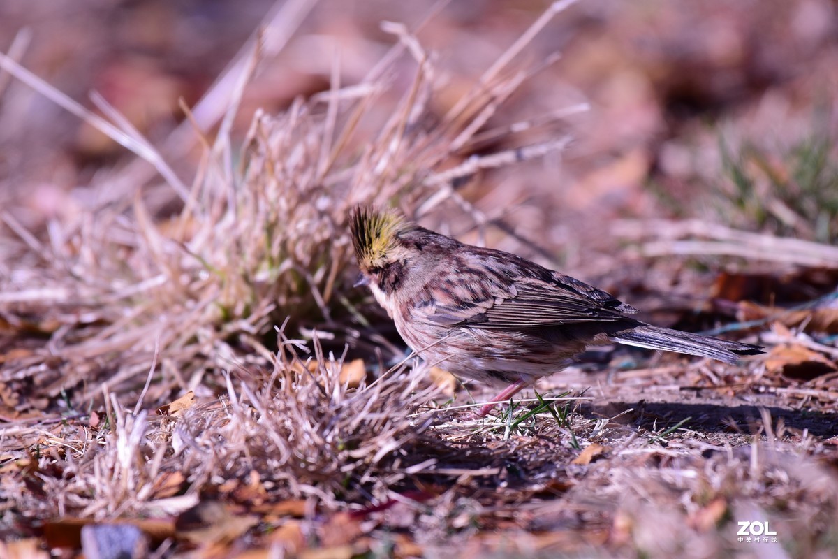 初冬拍鸟，一只小鸟胆特大，无视人们，最近距离3—4米不飞