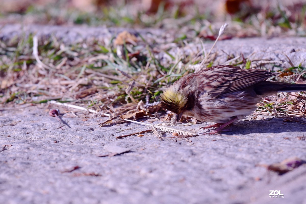 初冬拍鸟，一只小鸟胆特大，无视人们，最近距离3—4米不飞