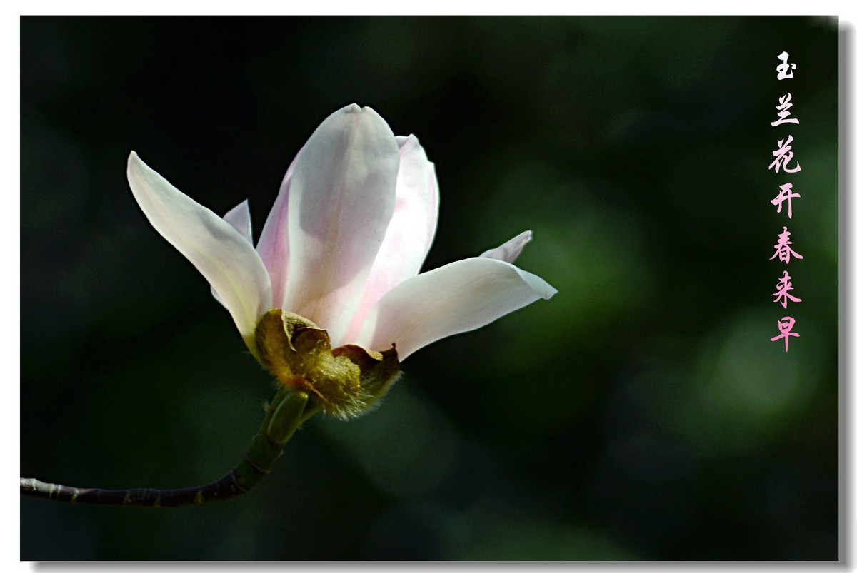 玉兰花开春来早（2021053）