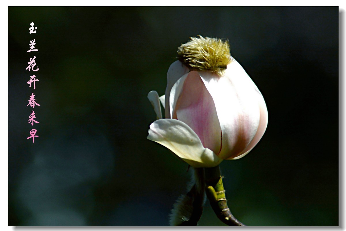 玉兰花开春来早（2021053）