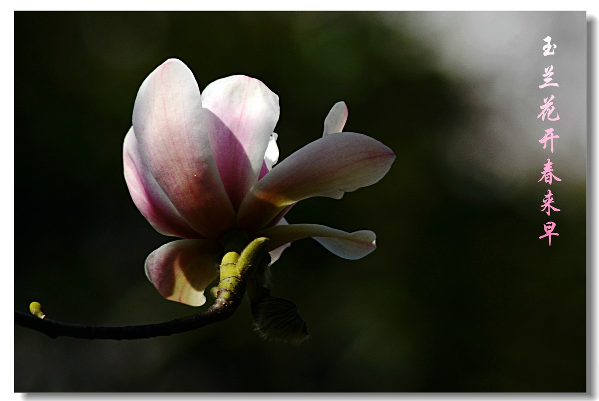 玉兰花开春来早（2021053）