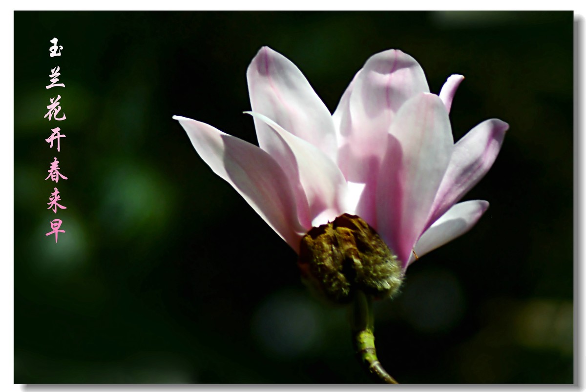 玉兰花开春来早（2021053）