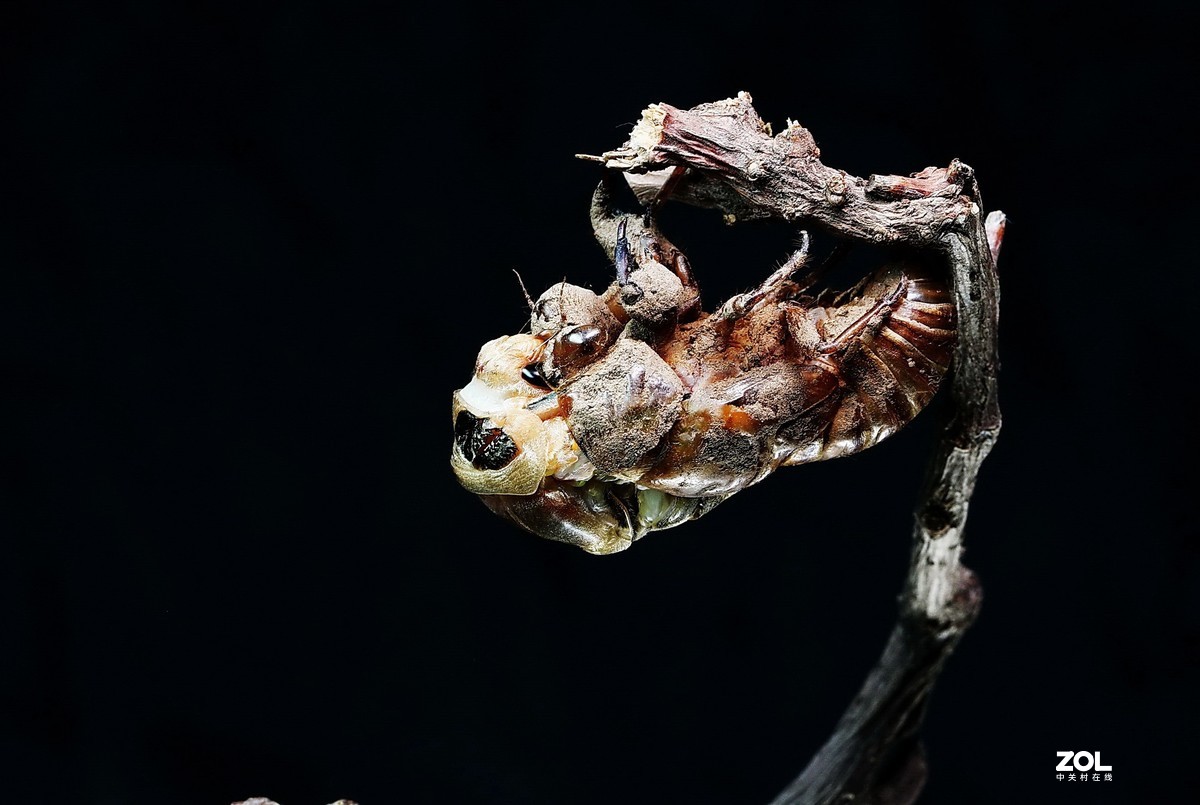 #微中有你#--金蝉脱壳（组图）