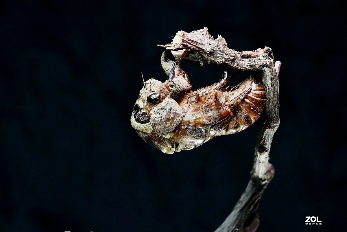 #微中有你#--金蝉脱壳（组图）