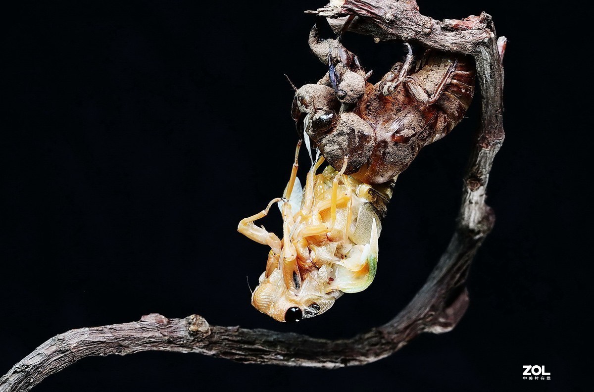 #微中有你#--金蝉脱壳（组图）