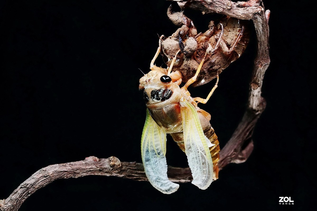 #微中有你#--金蝉脱壳（组图）