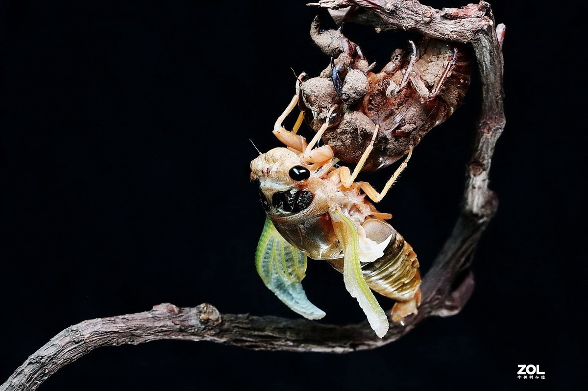 #微中有你#--金蝉脱壳（组图）