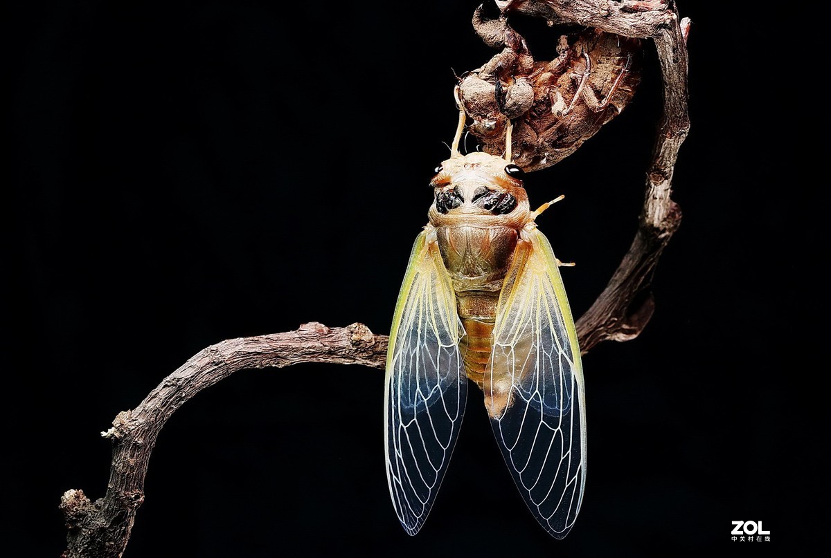 #微中有你#--金蝉脱壳（组图）