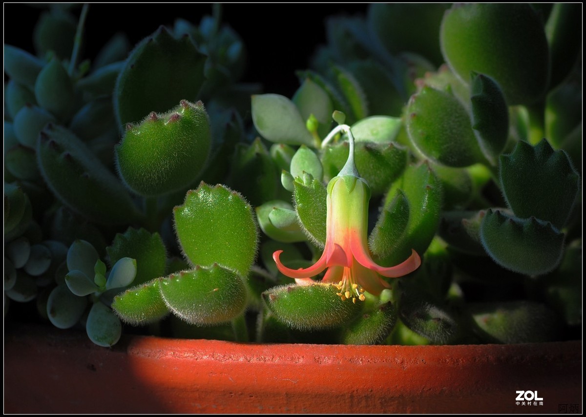 花卉练习（多肉福娘花）