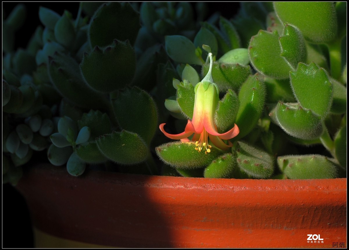 花卉练习（多肉福娘花）