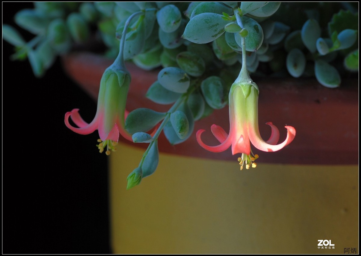 花卉练习（多肉福娘花）