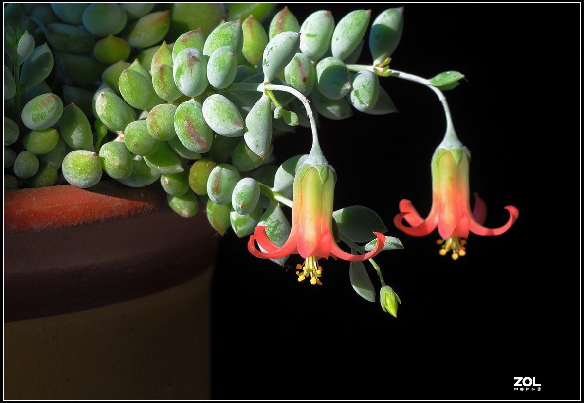 花卉练习（多肉福娘花）