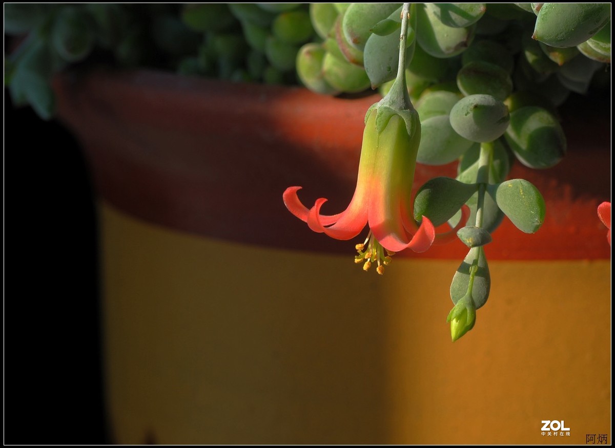 花卉练习（多肉福娘花）