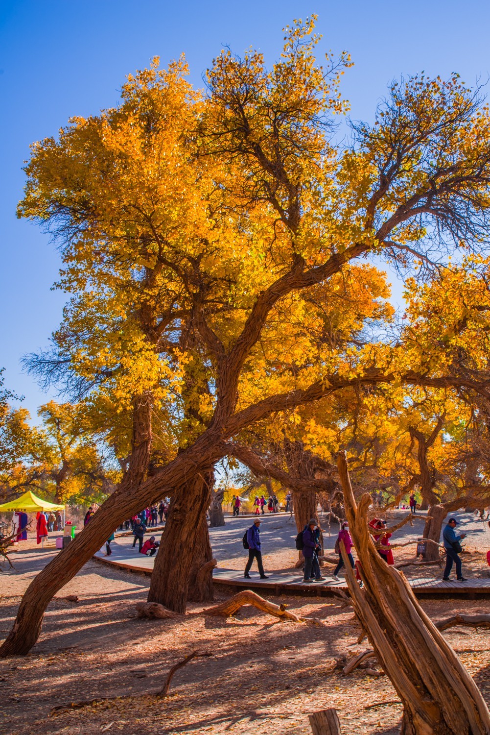 额济纳胡杨林三道桥二