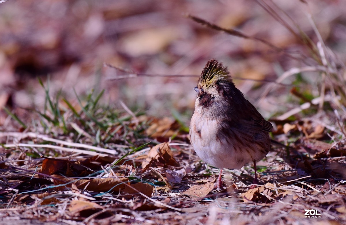 初冬拍鸟，一只小鸟胆特大，无视人们，最近距离3—4米不飞