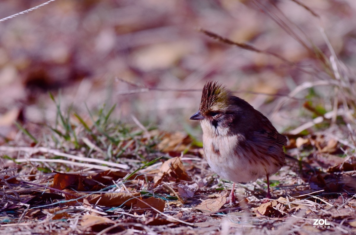 初冬拍鸟，一只小鸟胆特大，无视人们，最近距离3—4米不飞