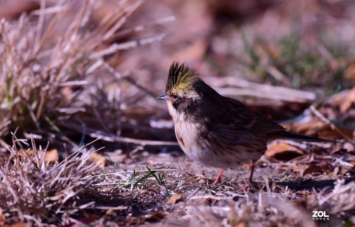 初冬拍鸟，一只小鸟胆特大，无视人们，最近距离3—4米不飞