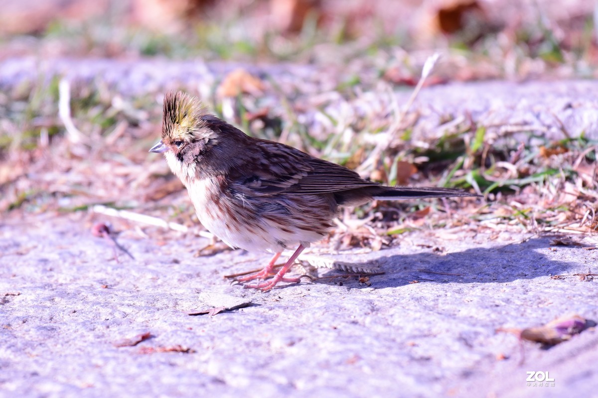 初冬拍鸟，一只小鸟胆特大，无视人们，最近距离3—4米不飞