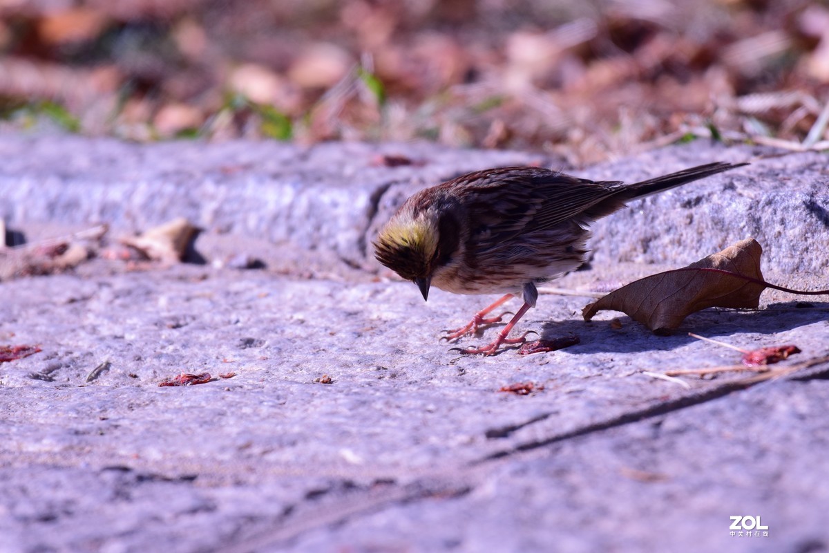 初冬拍鸟，一只小鸟胆特大，无视人们，最近距离3—4米不飞