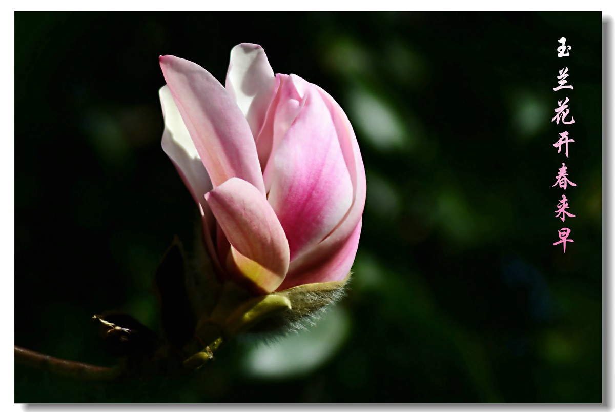 玉兰花开春来早（2021053）