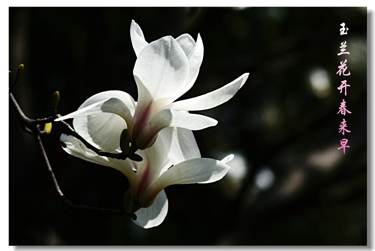 玉兰花开春来早（2021053）