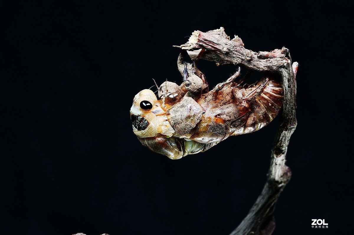 #微中有你#--金蝉脱壳（组图）