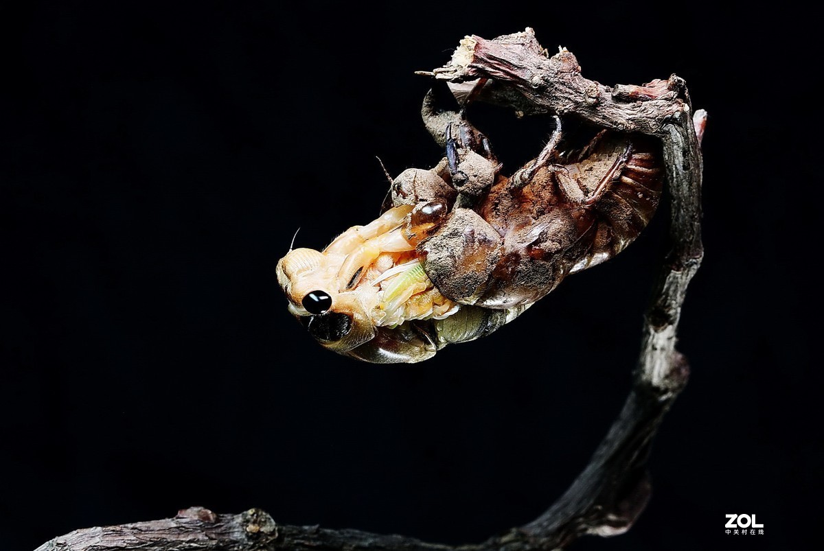 #微中有你#--金蝉脱壳（组图）