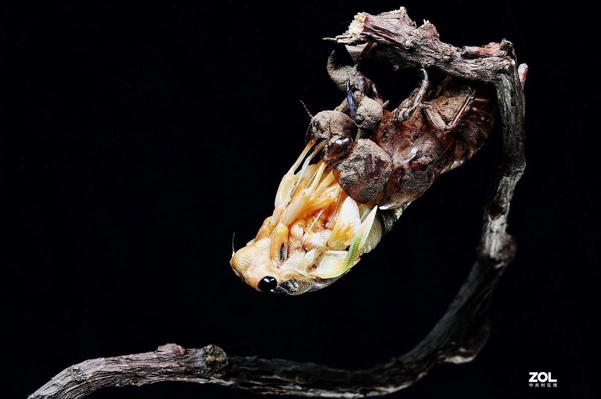 #微中有你#--金蝉脱壳（组图）