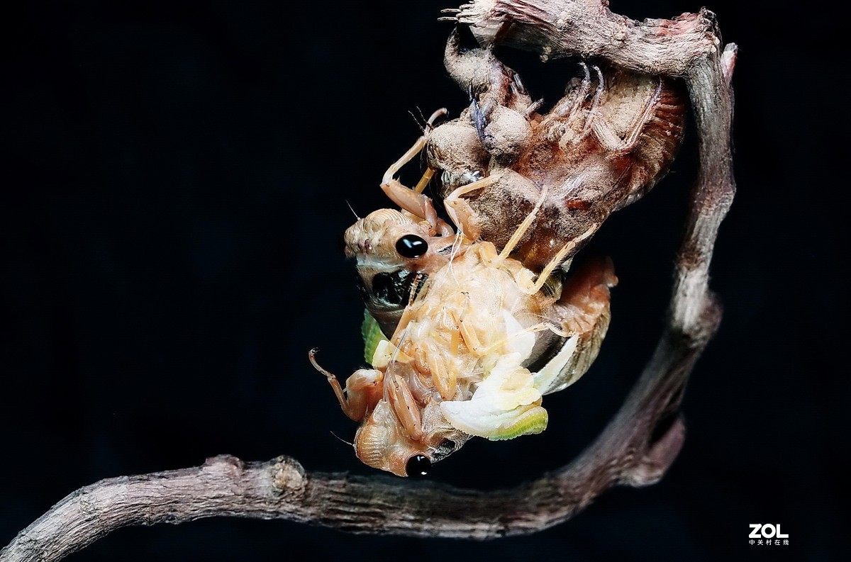 #微中有你#--金蝉脱壳（组图）