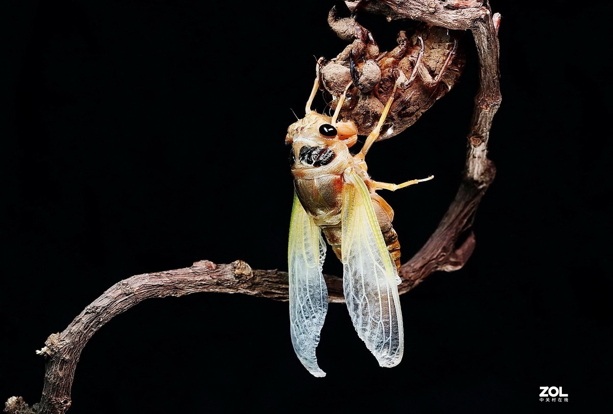 #微中有你#--金蝉脱壳（组图）