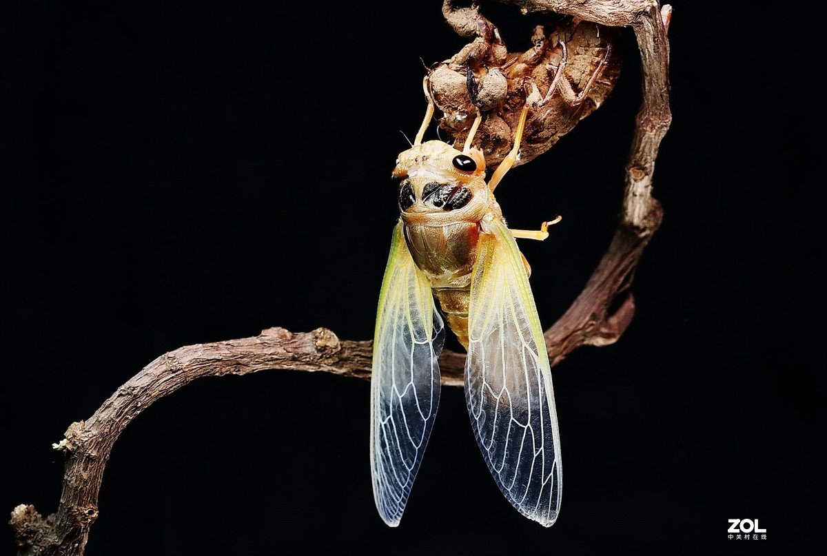 #微中有你#--金蝉脱壳（组图）