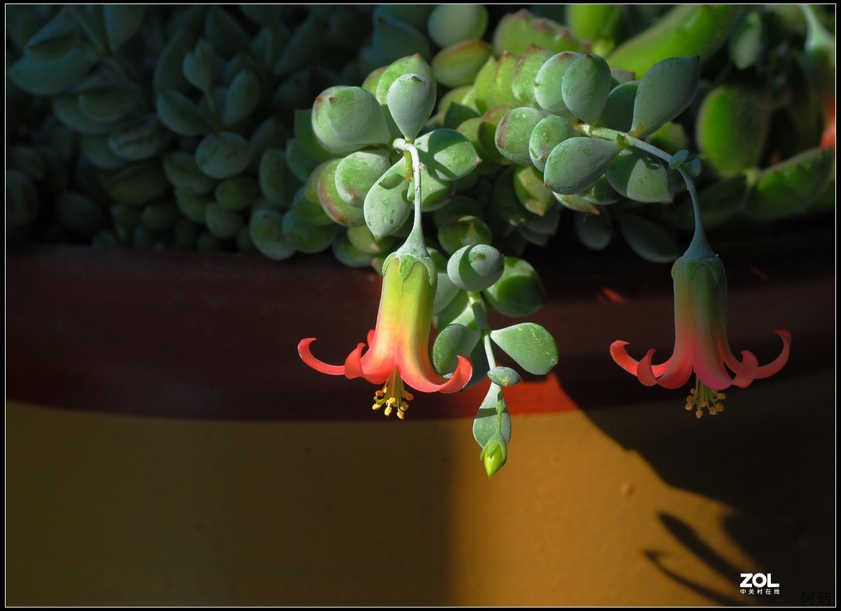 花卉练习（多肉福娘花）