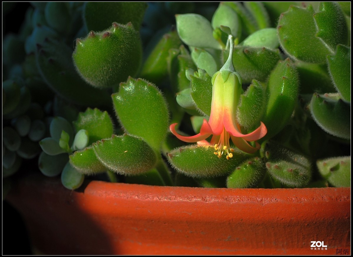 花卉练习（多肉福娘花）