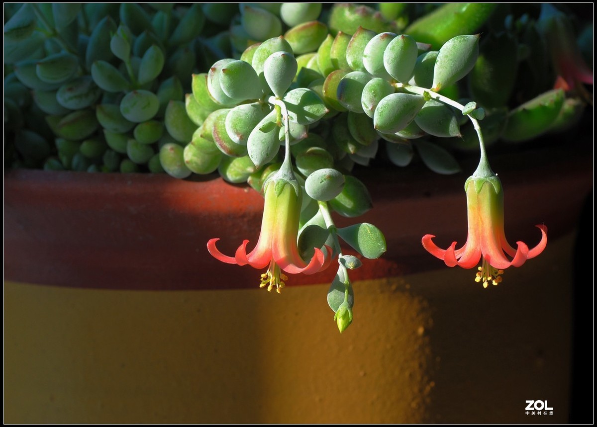 花卉练习（多肉福娘花）