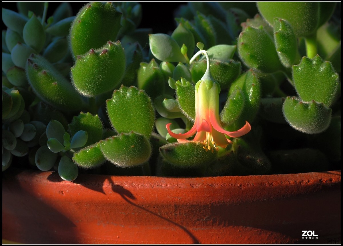 花卉练习（多肉福娘花）