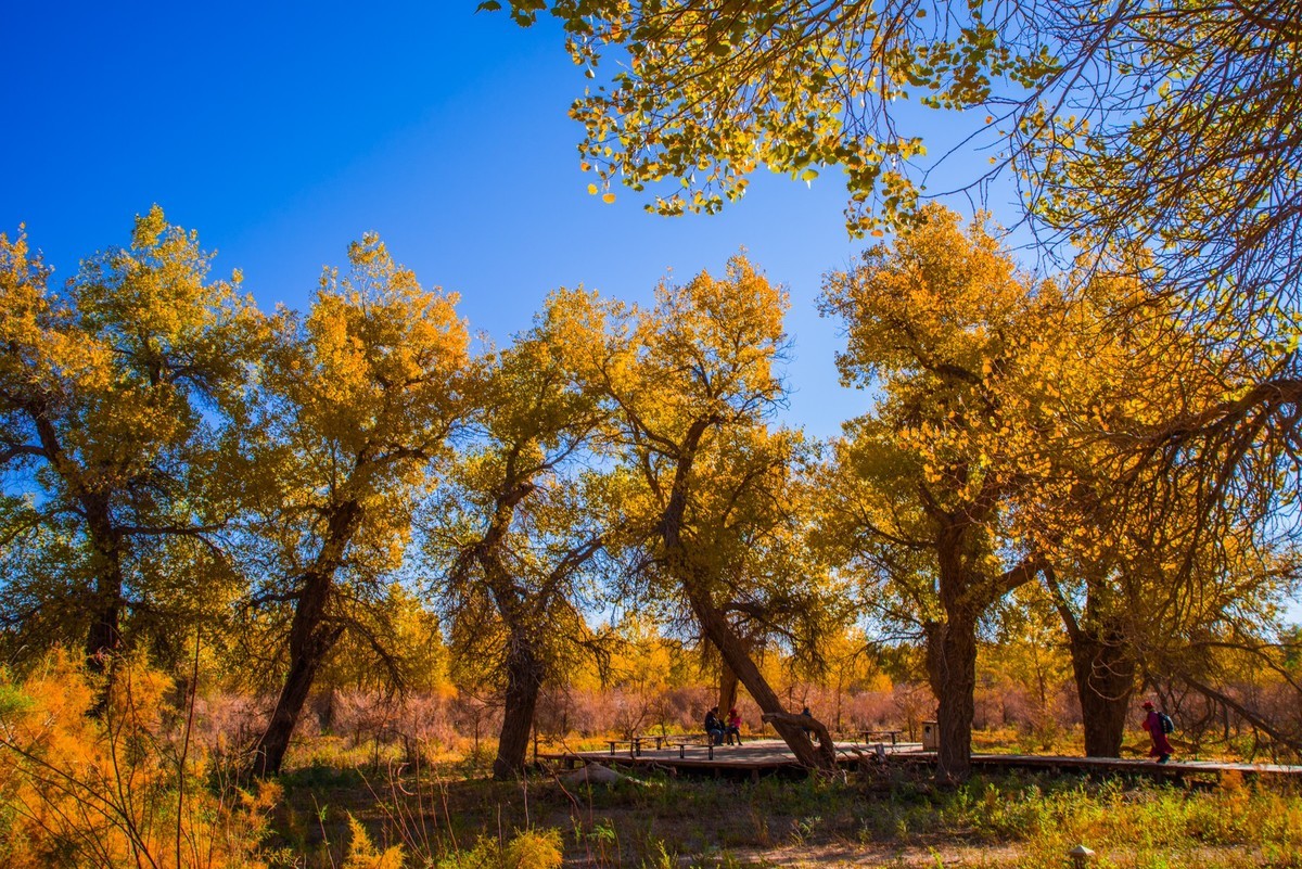 额济纳胡杨林三道桥二