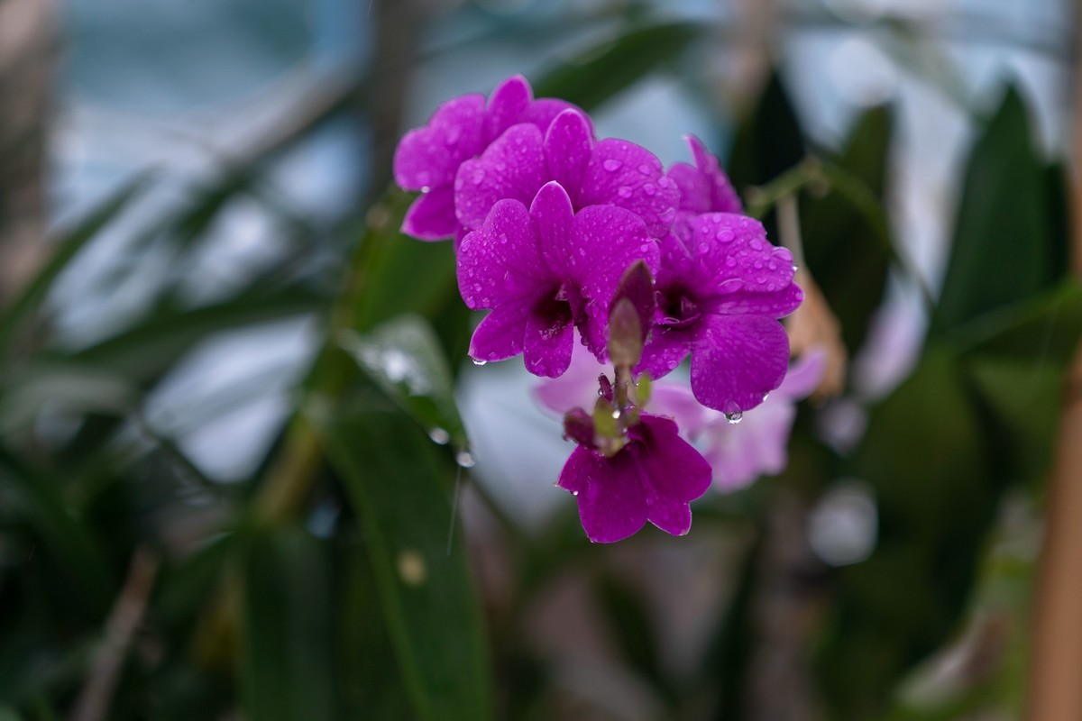 一组雨中花——恭贺目的不一好友荣任合肥星空(中国)新版主
