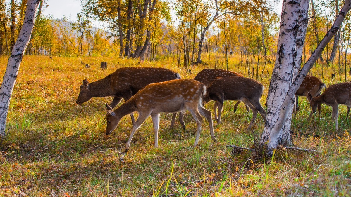 秋的草原梅花鹿