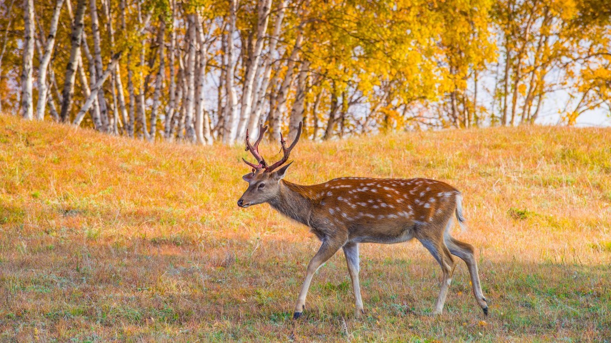 秋的草原梅花鹿