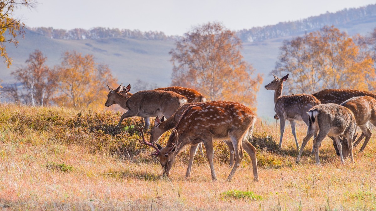 秋的草原梅花鹿