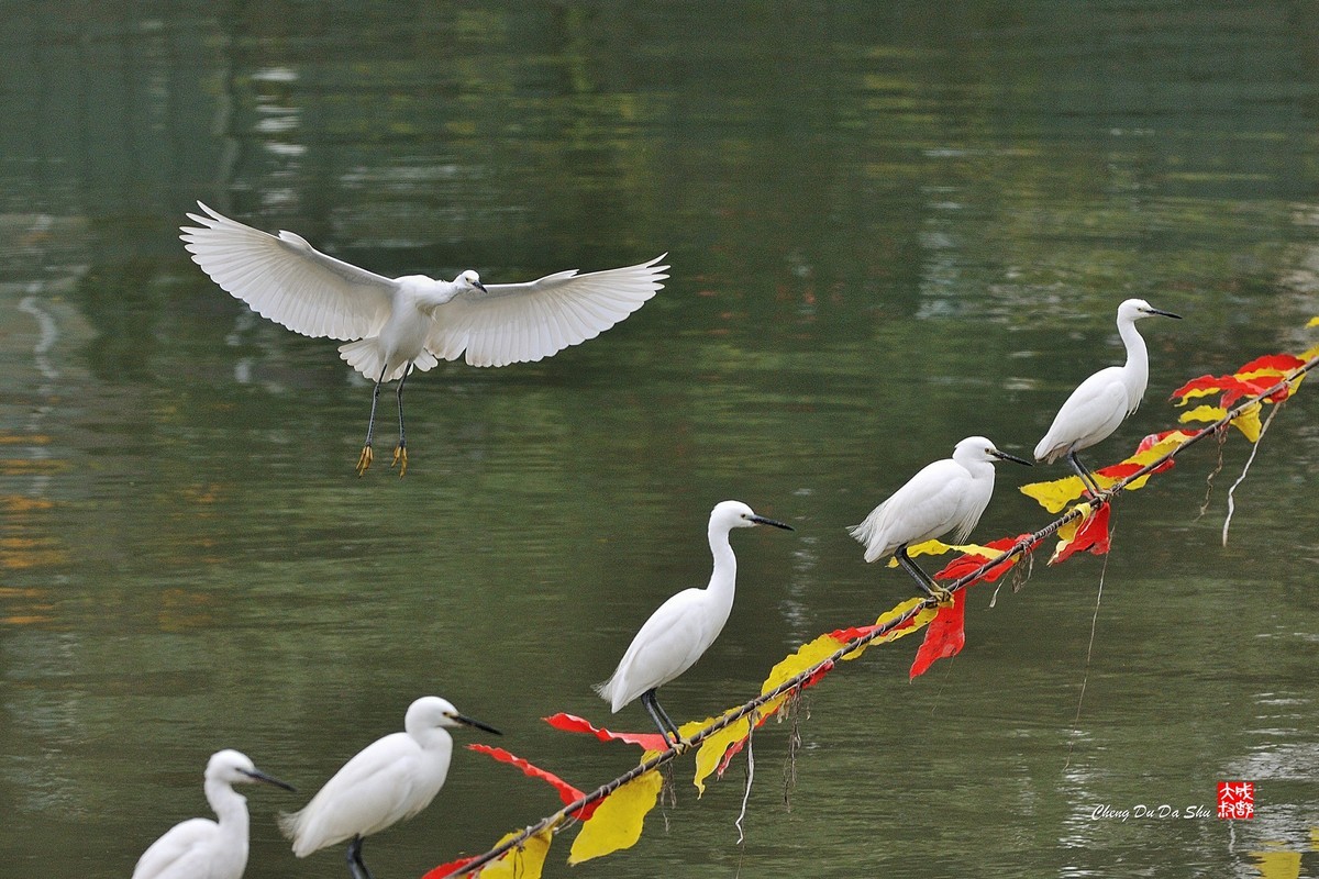 拍鹭纪实【82】