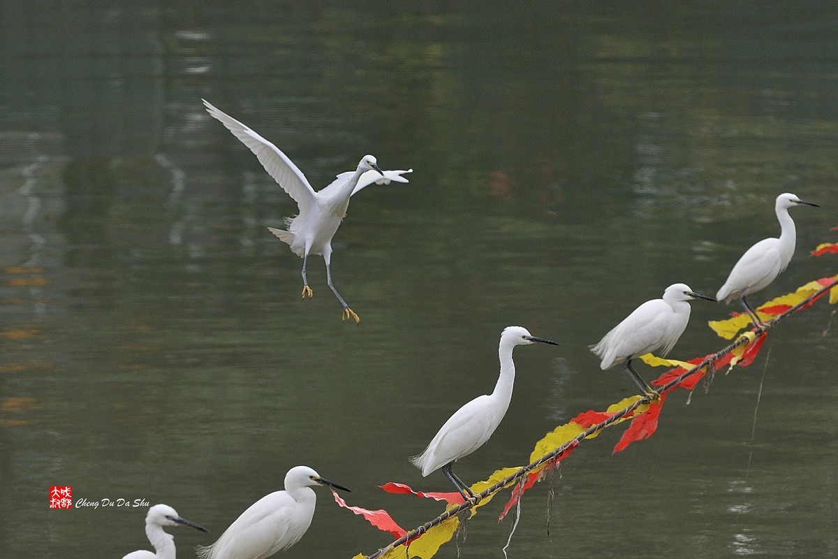 拍鹭纪实【82】