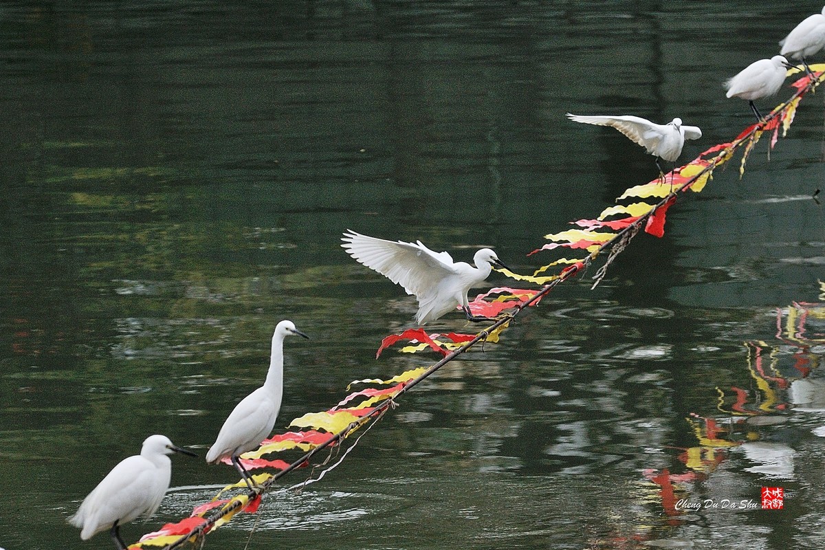 拍鹭纪实【82】