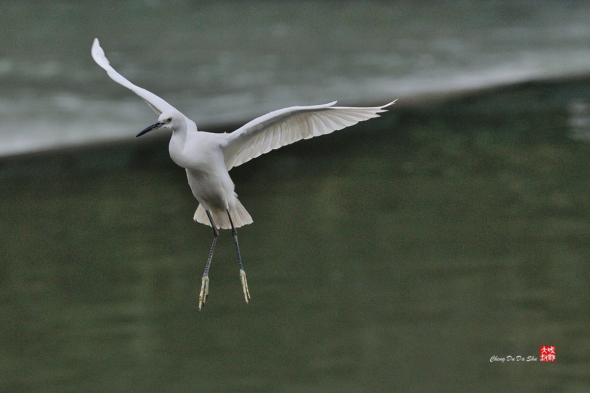 拍鹭纪实【82】