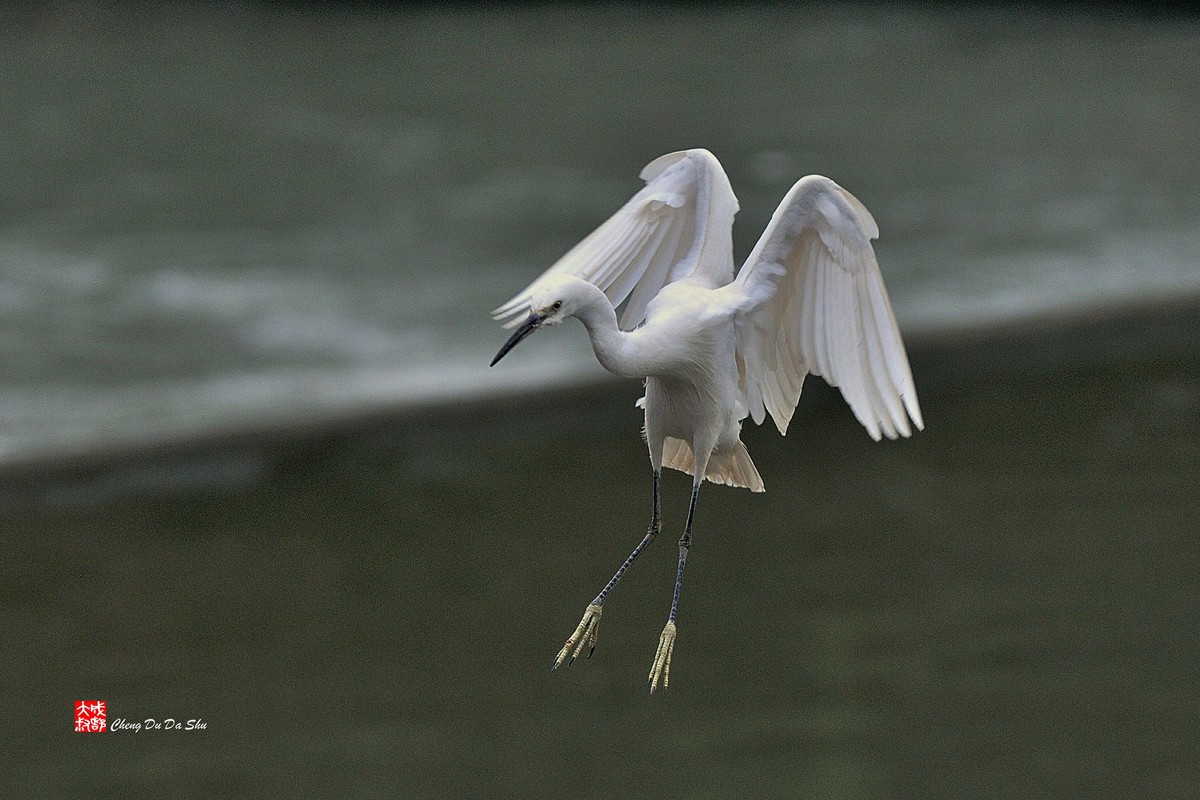 拍鹭纪实【82】