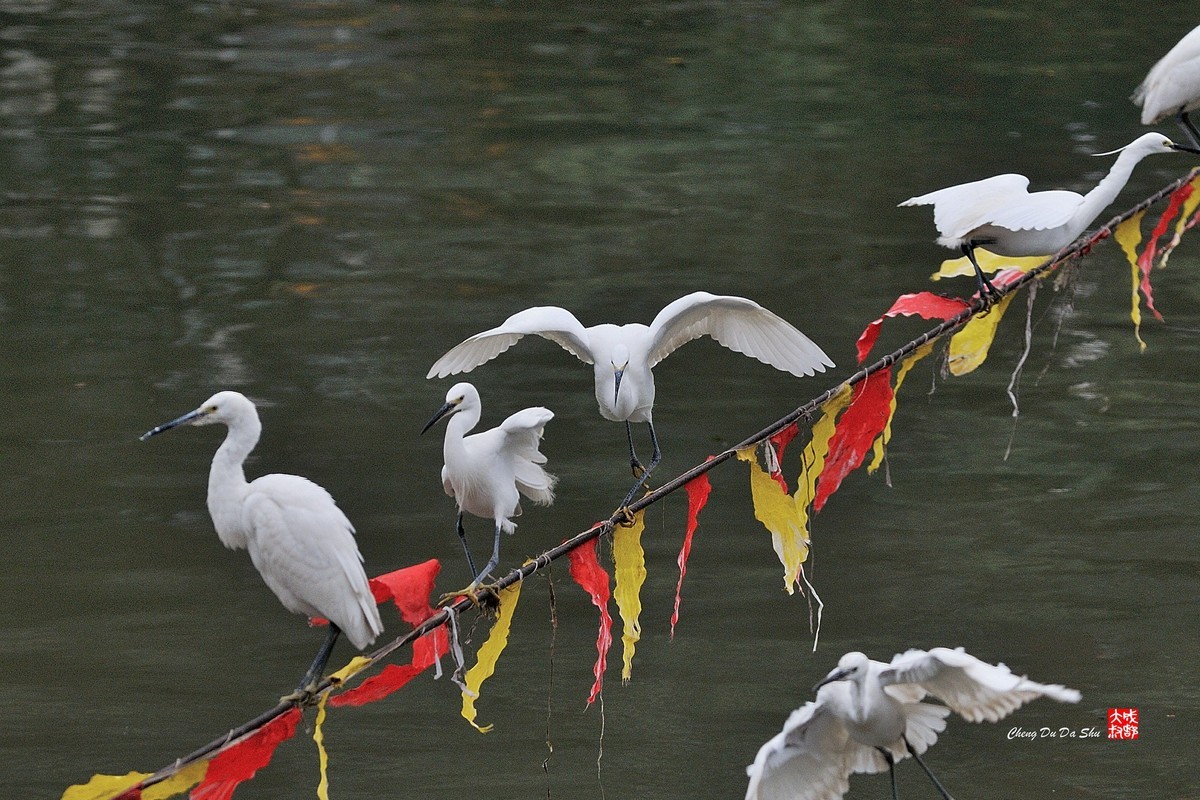 拍鹭纪实【82】