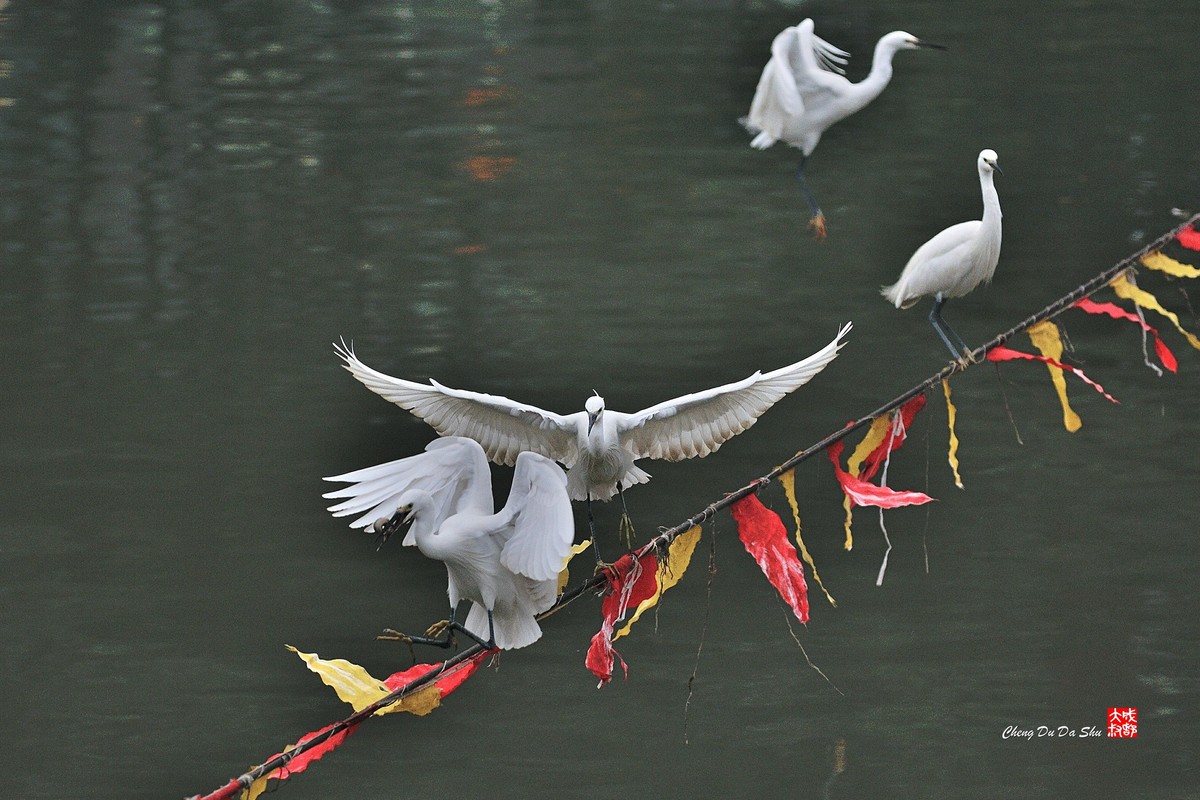 拍鹭纪实【82】