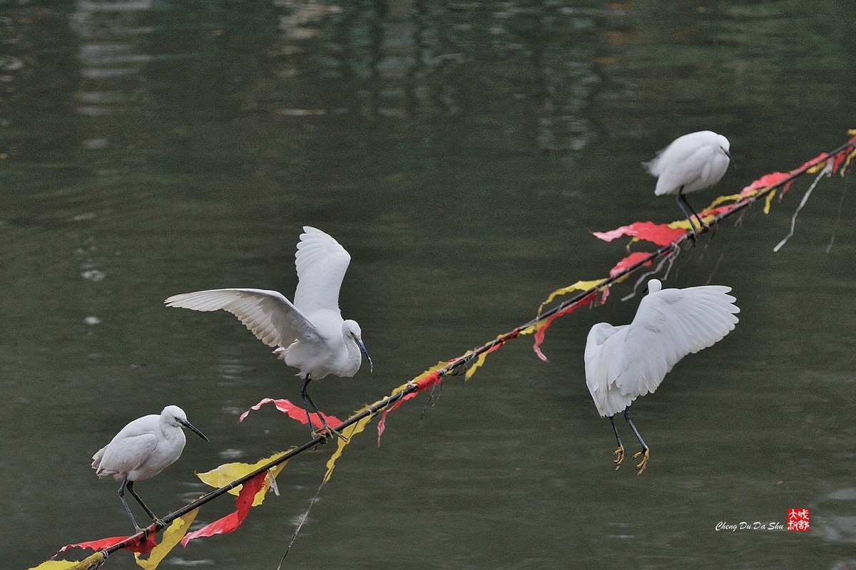 拍鹭纪实【82】