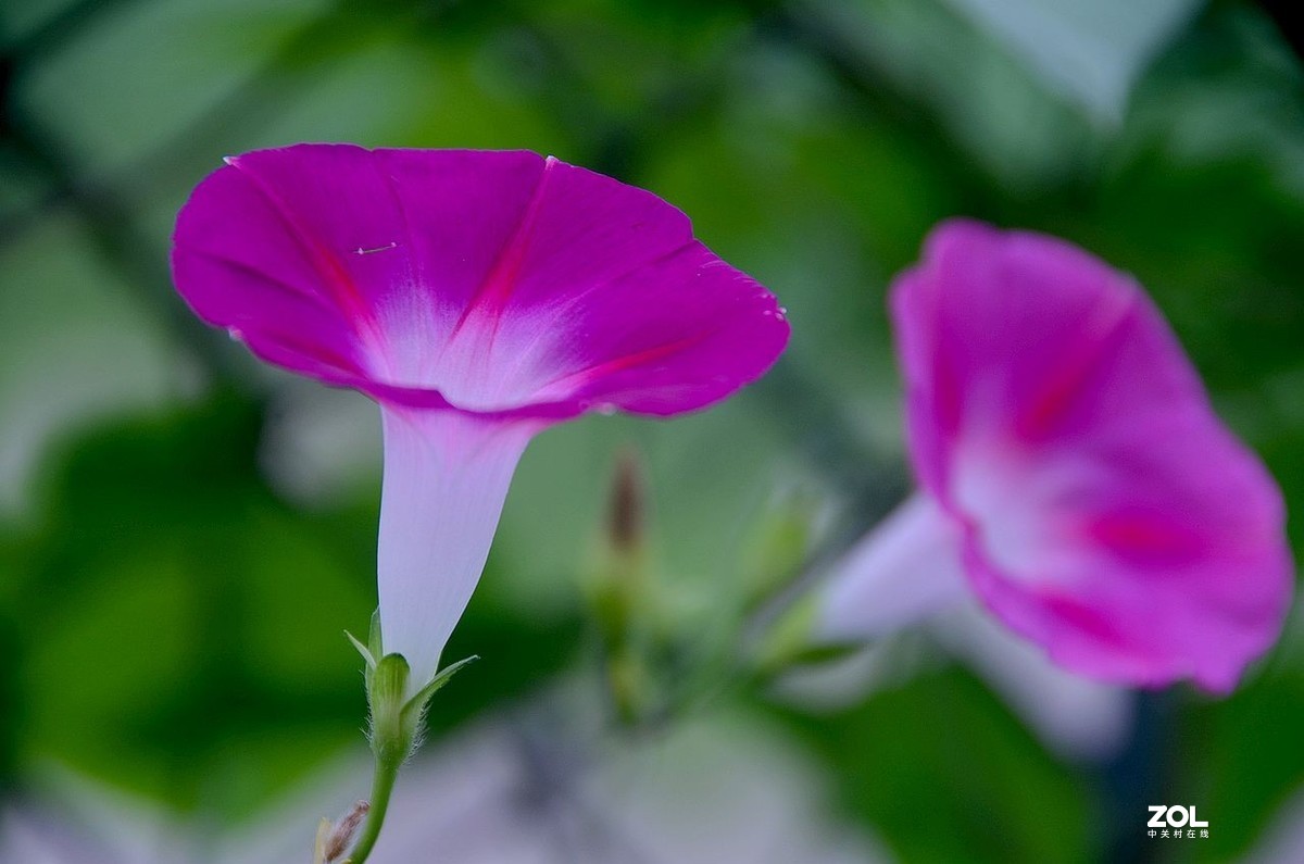 牵 牛 花 ---------。